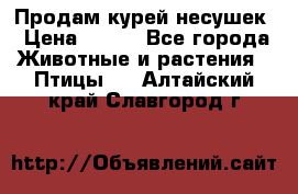 Продам курей несушек › Цена ­ 350 - Все города Животные и растения » Птицы   . Алтайский край,Славгород г.